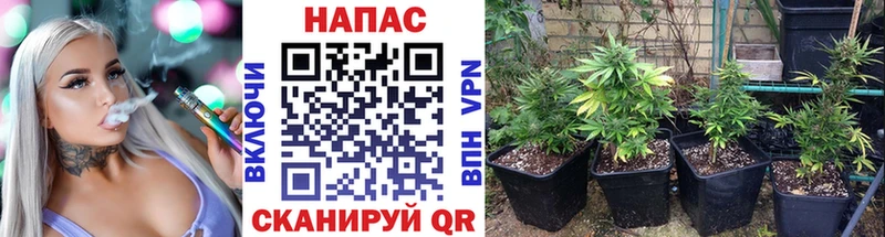 Бошки марихуана гибрид  hydra зеркало  Тайга 